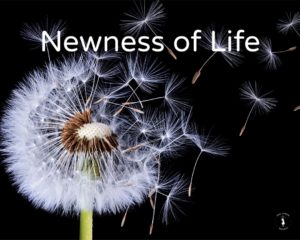 Newness of Life - Dandelion